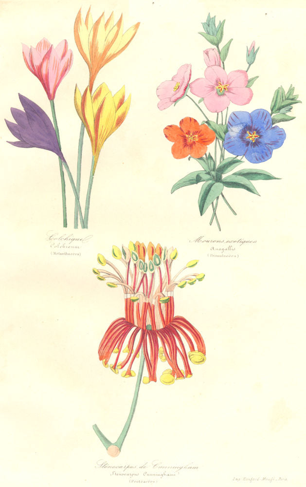 BOTANICALS. colobicum; Anagallis; Stenocarpus cunninghami 1852 old print